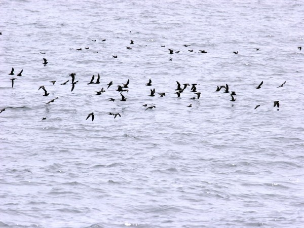 Storm Petrels